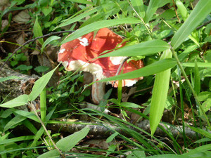 Ssp1010744 Ssp1010744